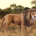 Roaring African Lion Figurine Realistic Wild Animal Toy Collectible Detailed Schleich