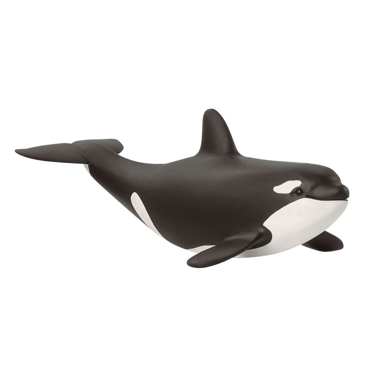 Killer Whale