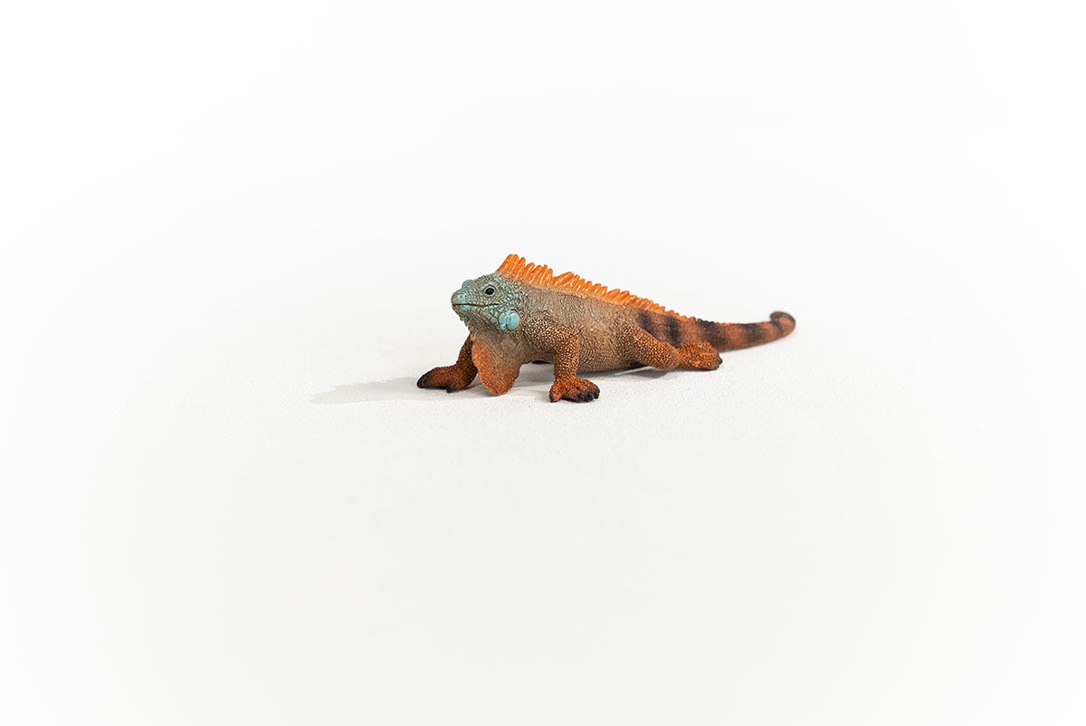 Iguana