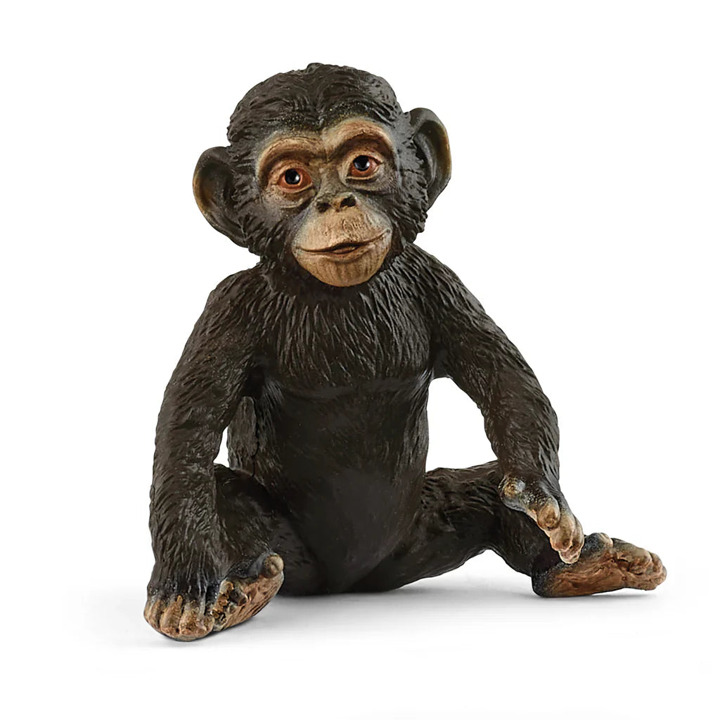 Chimpanzee Cub