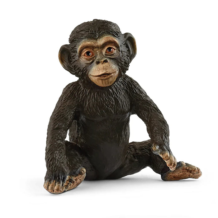 Chimpanzee Cub