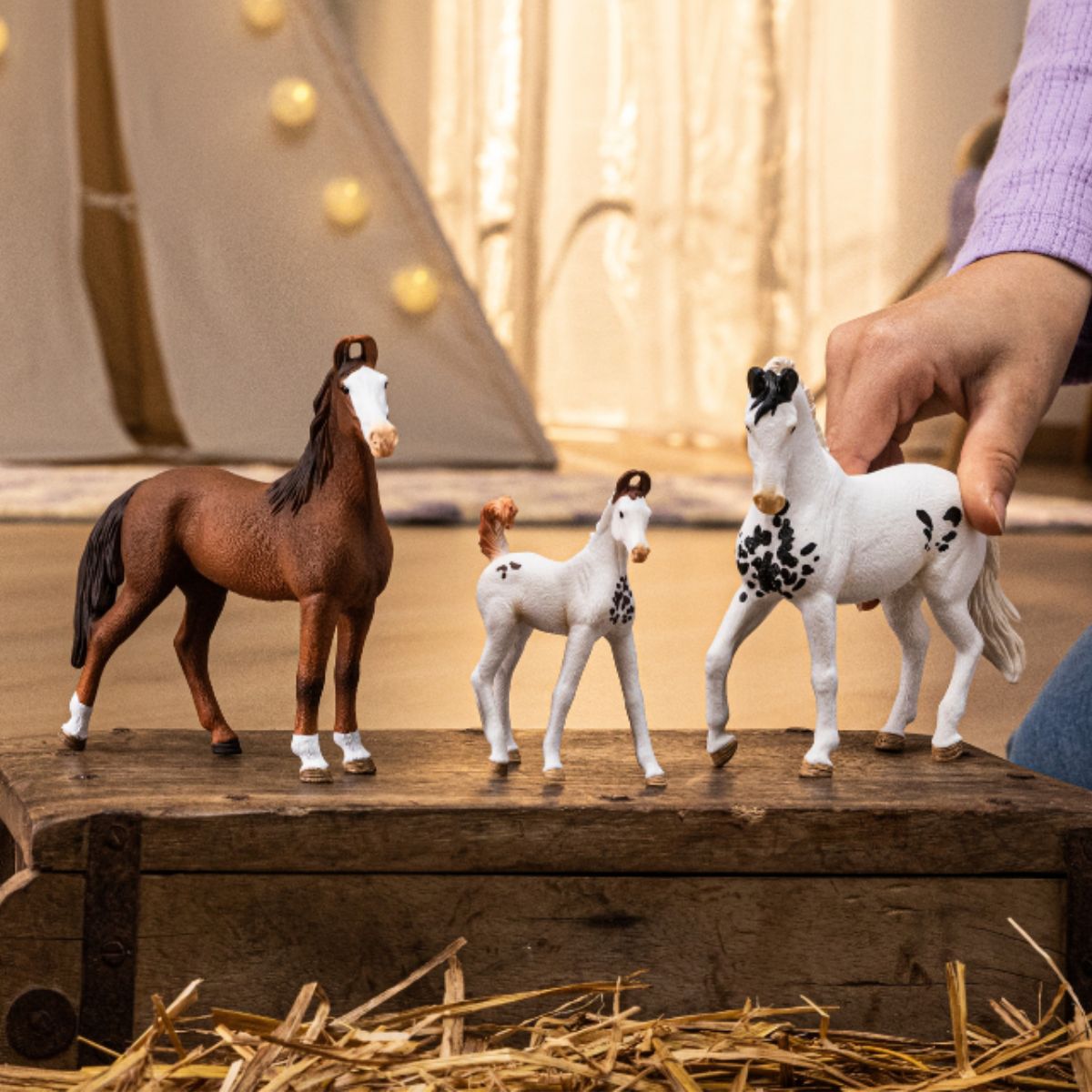 Marwari Foal