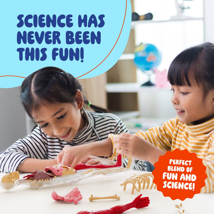 Squishy Human Anatomy Squishy Body Model