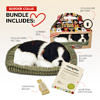 Original Border Collie Perfect Petzzz