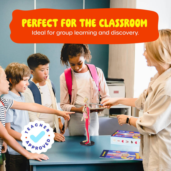 Squishy Human Anatomy Squishy Body Model