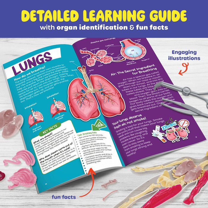 Squishy Human Anatomy Squishy Body Model