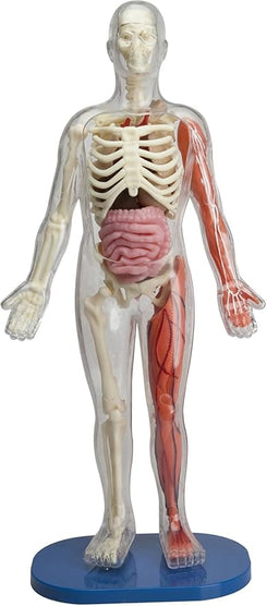 Squishy Human Body