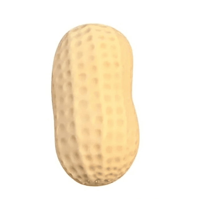 Jumbo Realistic Slow Rising Peanut Squishy Toy 2026