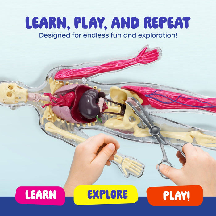 Squishy Human Anatomy Squishy Body Model