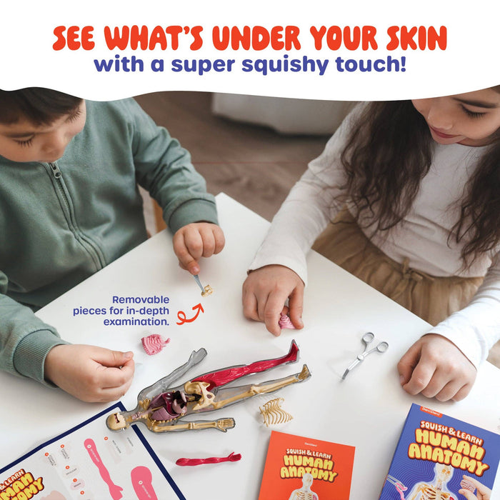 Squishy Human Anatomy Squishy Body Model