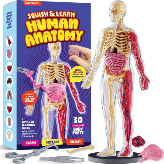 Squishy Human Anatomy Squishy Body Model