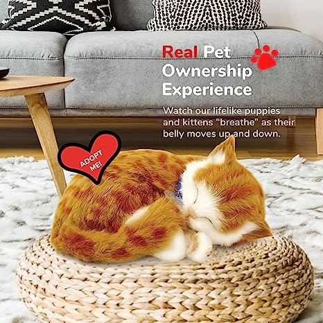 Orange and White Tabby Perfect Petzzz