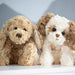 https://cdn.shopify.com/s/files/1/0502/2580/7536/products/Buddybuddylinabukowskibearsdesign.jpg?v=1689777161