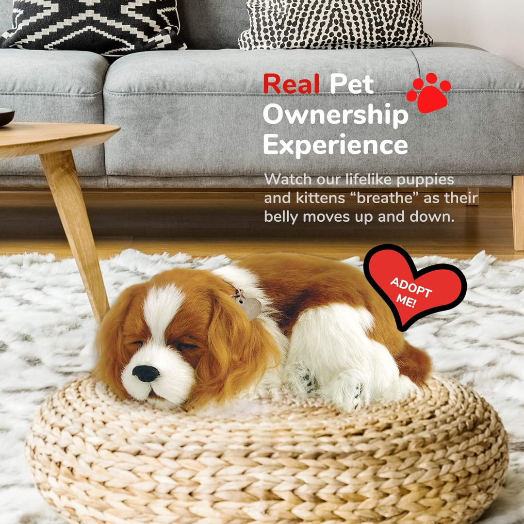 Cavalier King Charles Perfect Petzzz