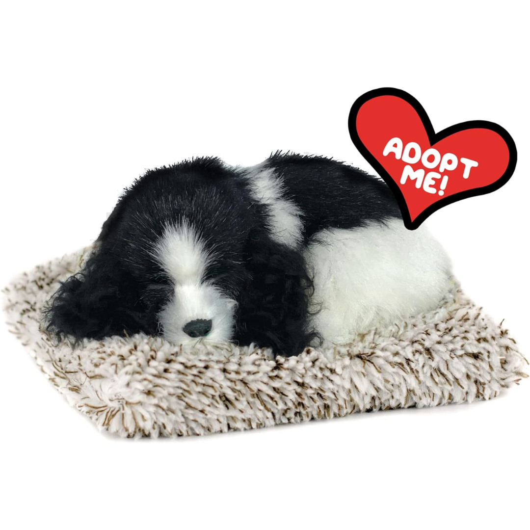 Mini Cocker Spaniel Puppy Perfect Petzzz