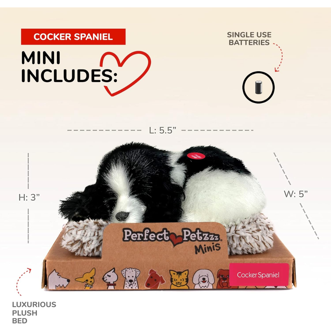 Mini Cocker Spaniel Puppy Perfect Petzzz