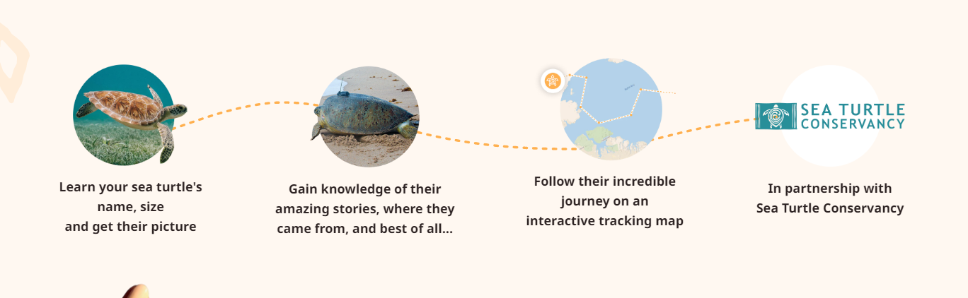 The Journey Sea Turtle Tracking Bracelet