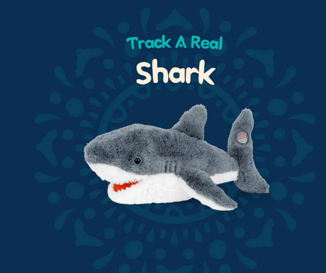 Shark Plush