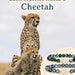 Fahlo The Sprint Bracelet Cheetah Cloudburst Elastic Beaded Jewelry