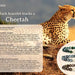 Fahlo The Sprint Bracelet Cheetah Cloudburst Elastic Beaded Jewelry