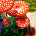 LEGO Woodland Mushrooms Building Kit 806 Pieces
