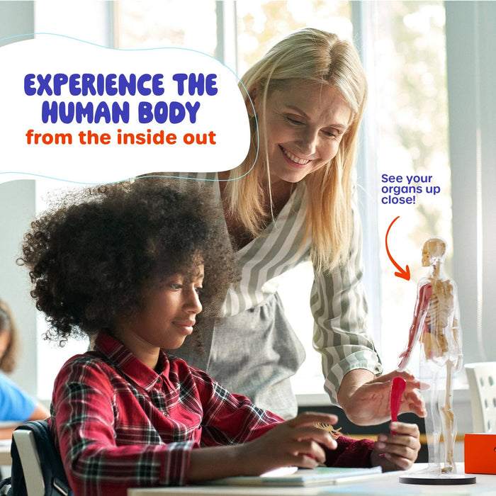 Squishy Human Anatomy Squishy Body Model