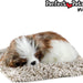 Mini Shih Tzu