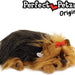 Perfect Petzzz Yorkie
