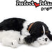 Cocker Spaniel