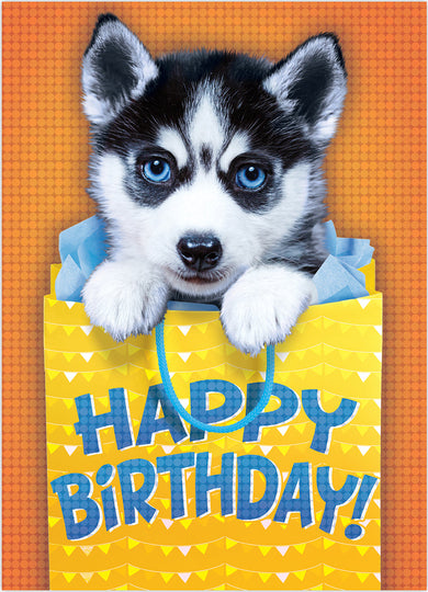 Peaceable Kingdom Husky Foil Birthday Card