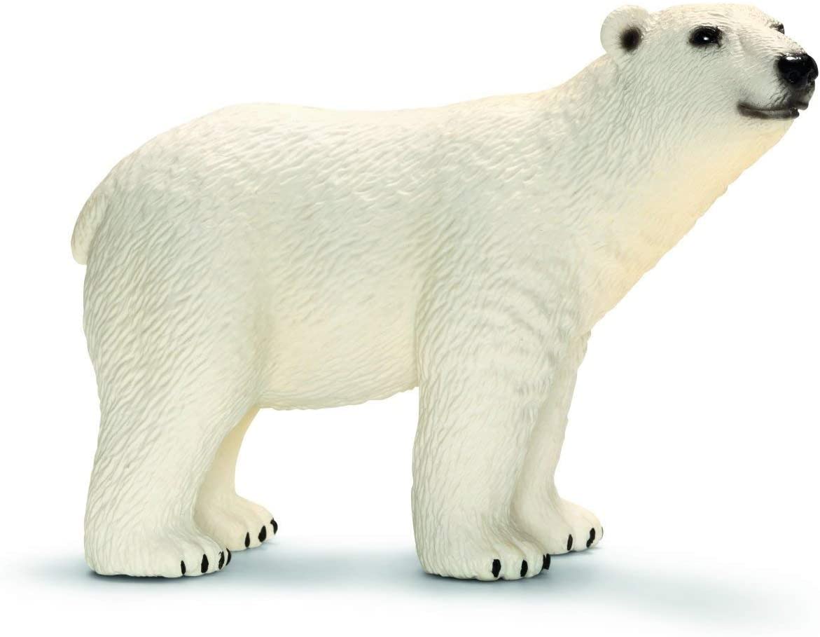 Polar Bear
