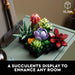 Icons Succulents