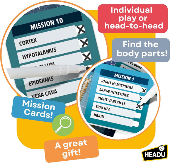Human Body Under X-Ray