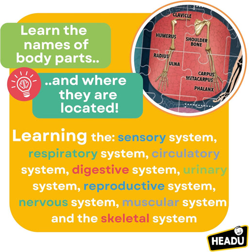 Human Body Under X-Ray