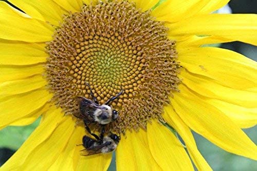 Little Summer Fun Garden