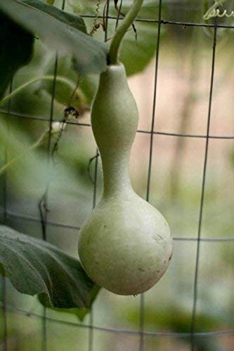 Little Summer Fun Garden