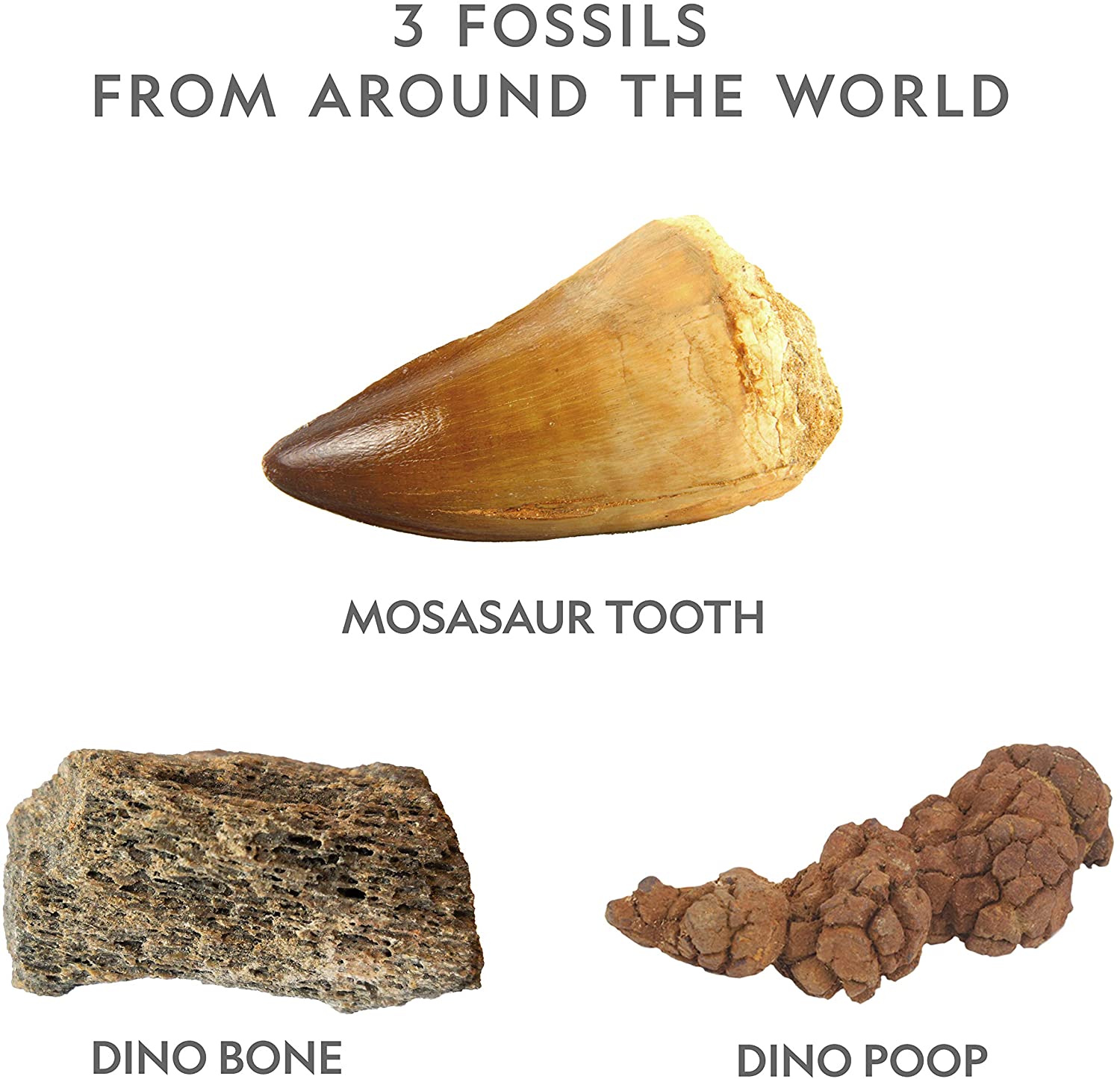 Ng Dino Fossil Dig Kit