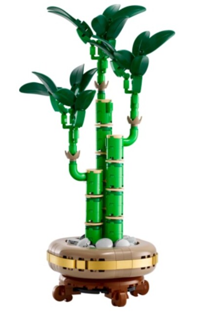 Lucky Bamboo