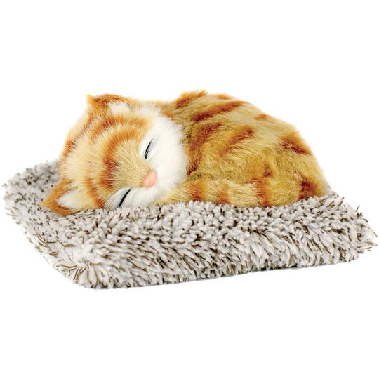 Mini Orange Tabby Petzzz