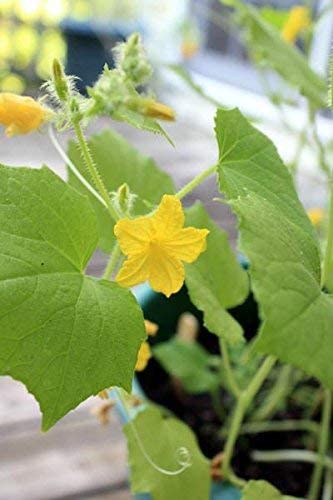 Sunny Side Up Veggie Garden Kit