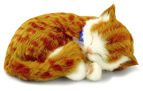 Orange and White Tabby Perfect Petzzz