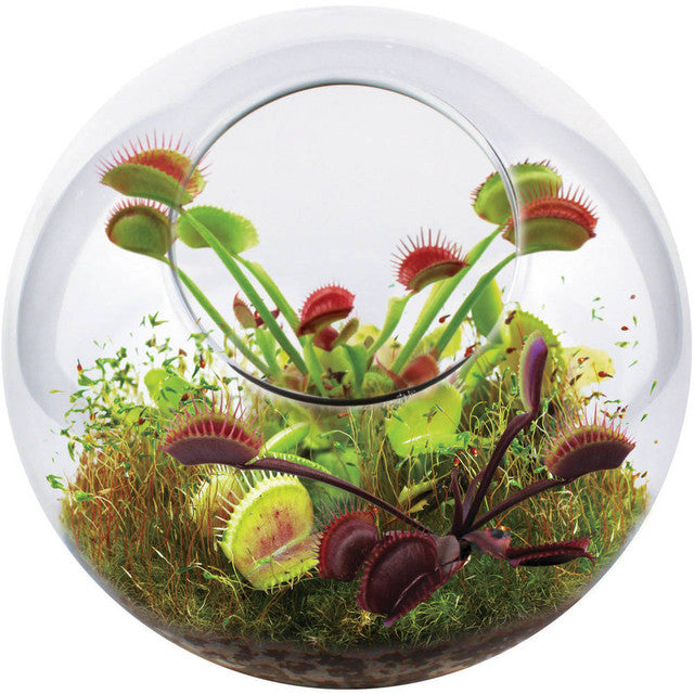 Tiny Terrarium Carnivorous