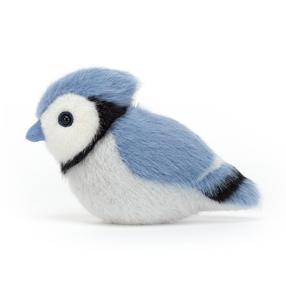 Blue Jay Birdling