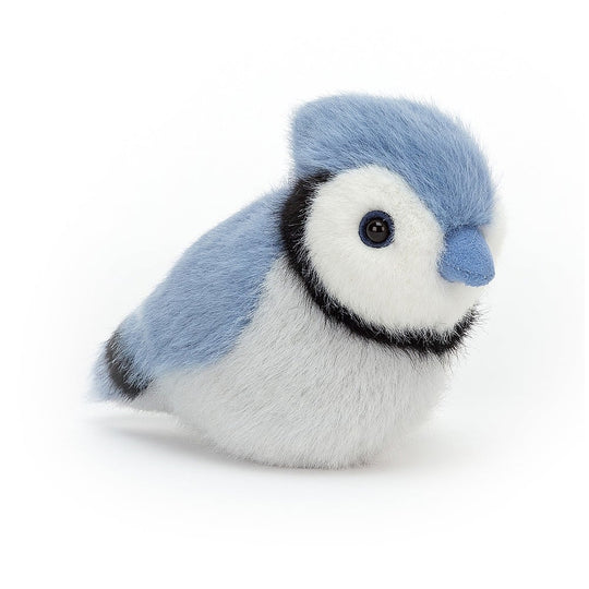 Blue Jay Birdling
