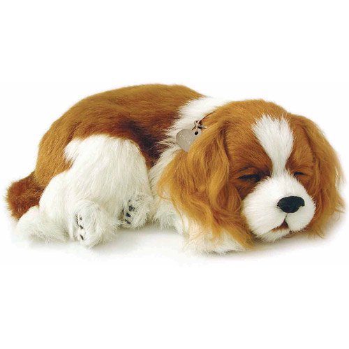 Cavalier King Charles Perfect Petzzz